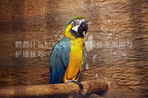 鹦鹉什么时候换毛？了解换毛周期与护理技巧