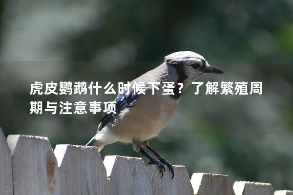 虎皮鹦鹉什么时候下蛋？了解繁殖周期与注意事项