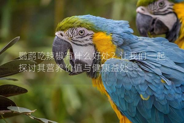 鹦鹉吃辣椒有什么好处？让我们一起探讨其营养价值与健康益处