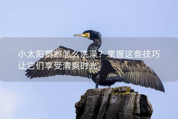 小太阳鹦鹉怎么洗澡？掌握这些技巧让它们享受清爽时光