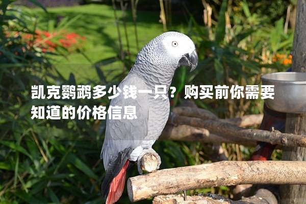 凯克鹦鹉多少钱一只？购买前你需要知道的价格信息