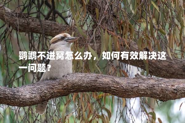 鹦鹉不进窝怎么办，如何有效解决这一问题？