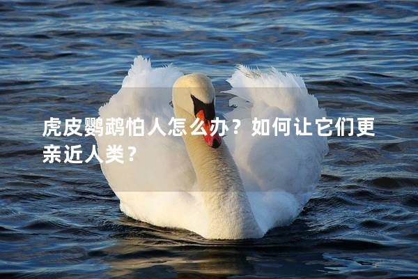 虎皮鹦鹉怕人怎么办？如何让它们更亲近人类？