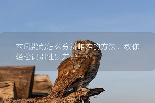 玄凤鹦鹉怎么分辨雌雄的方法，教你轻松识别性别差异