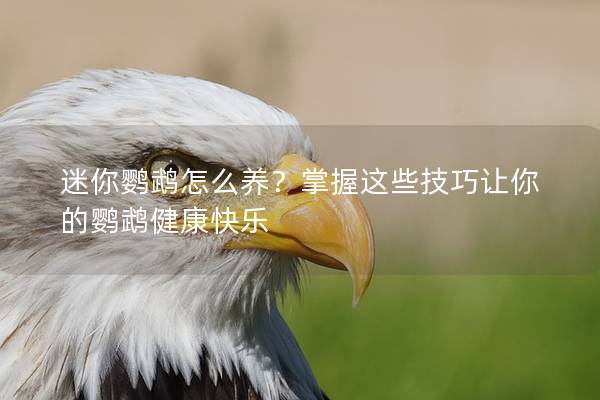 迷你鹦鹉怎么养？掌握这些技巧让你的鹦鹉健康快乐