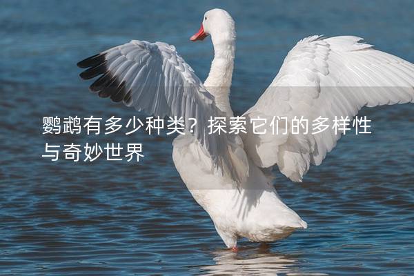 鹦鹉有多少种类？探索它们的多样性与奇妙世界