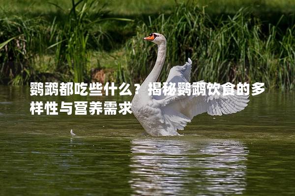 鹦鹉都吃些什么？揭秘鹦鹉饮食的多样性与营养需求