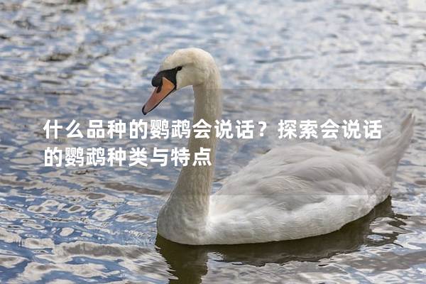 什么品种的鹦鹉会说话？探索会说话的鹦鹉种类与特点
