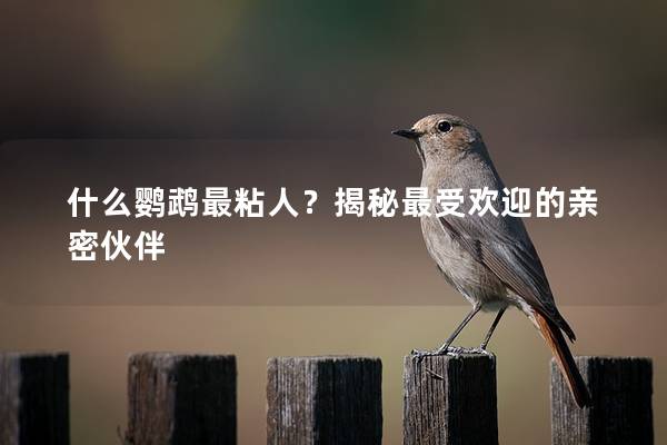 什么鹦鹉最粘人？揭秘最受欢迎的亲密伙伴