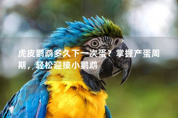 虎皮鹦鹉多久下一次蛋？掌握产蛋周期，轻松迎接小鹦鹉
