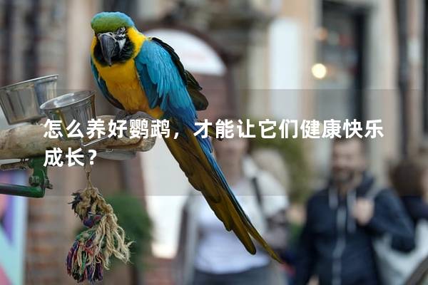 怎么养好鹦鹉，才能让它们健康快乐成长？