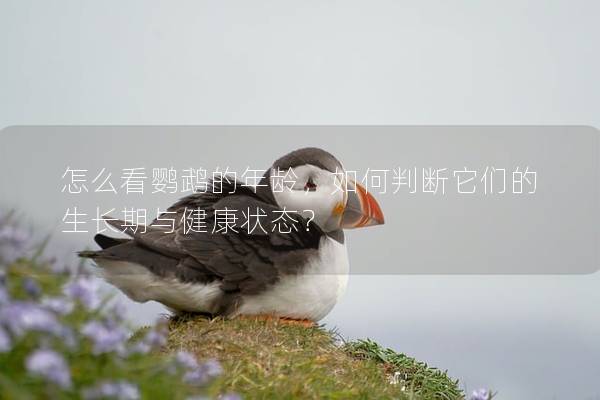 怎么看鹦鹉的年龄，如何判断它们的生长期与健康状态？