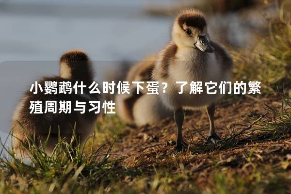 小鹦鹉什么时候下蛋？了解它们的繁殖周期与习性