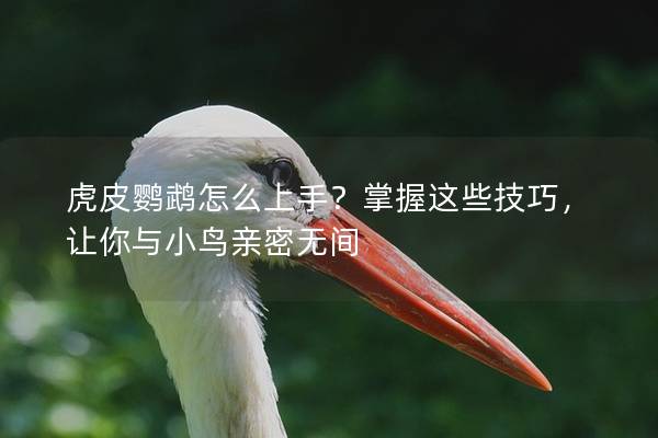 虎皮鹦鹉怎么上手？掌握这些技巧，让你与小鸟亲密无间