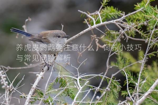 养虎皮鹦鹉要注意什么，饲养小技巧与常见问题解析