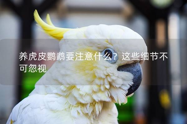 养虎皮鹦鹉要注意什么？这些细节不可忽视