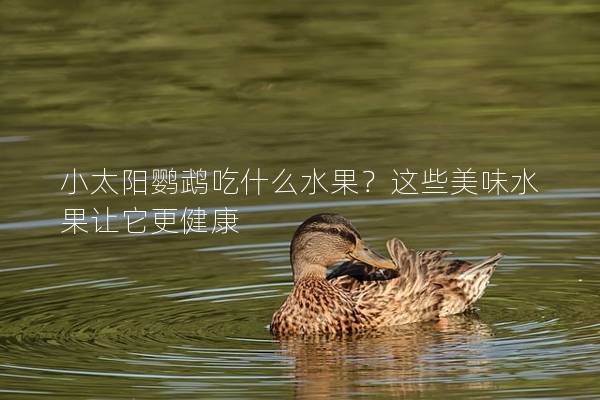 小太阳鹦鹉吃什么水果？这些美味水果让它更健康