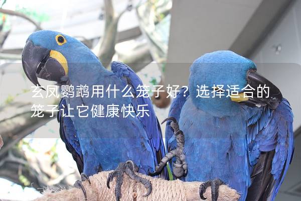 玄凤鹦鹉用什么笼子好？选择适合的笼子让它健康快乐