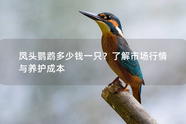 凤头鹦鹉多少钱一只？了解市场行情与养护成本