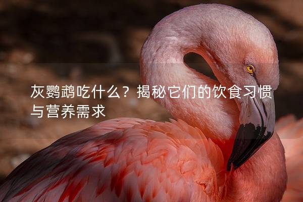 灰鹦鹉吃什么？揭秘它们的饮食习惯与营养需求
