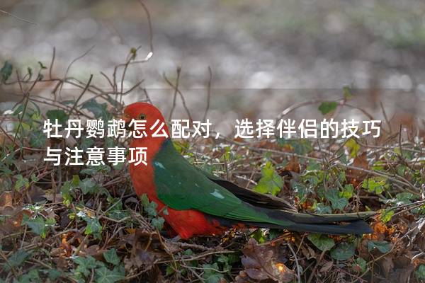 牡丹鹦鹉怎么配对，选择伴侣的技巧与注意事项