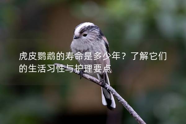虎皮鹦鹉的寿命是多少年？了解它们的生活习性与护理要点