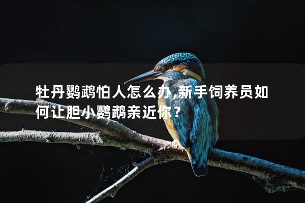 牡丹鹦鹉怕人怎么办,新手饲养员如何让胆小鹦鹉亲近你？