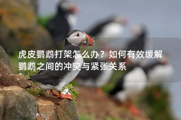 虎皮鹦鹉打架怎么办？如何有效缓解鹦鹉之间的冲突与紧张关系