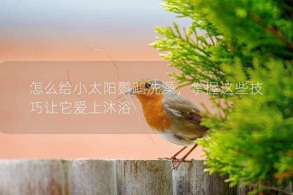 怎么给小太阳鹦鹉洗澡，掌握这些技巧让它爱上沐浴