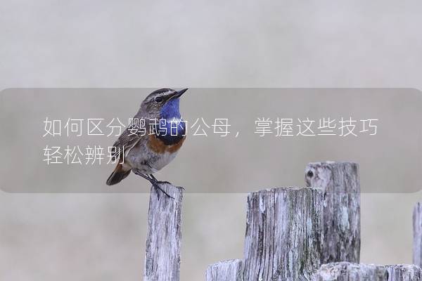 如何区分鹦鹉的公母，掌握这些技巧轻松辨别