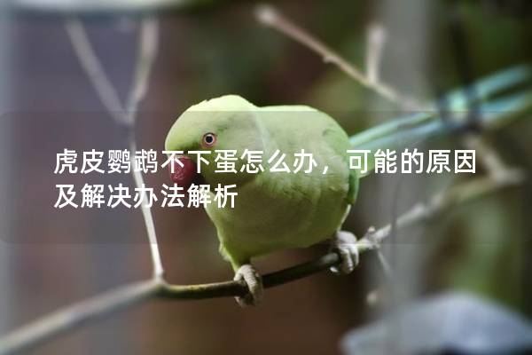 虎皮鹦鹉不下蛋怎么办，可能的原因及解决办法解析