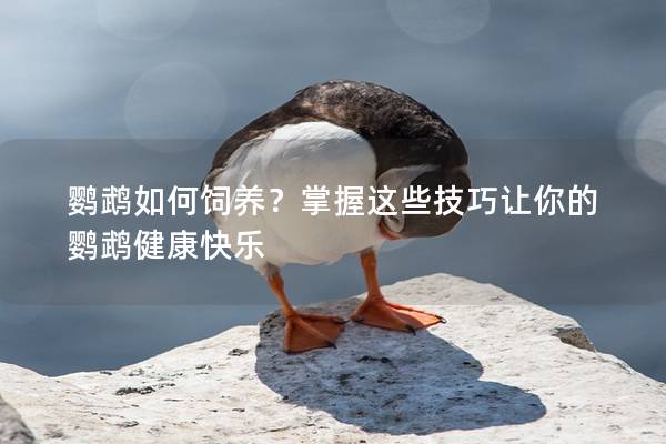 鹦鹉如何饲养？掌握这些技巧让你的鹦鹉健康快乐