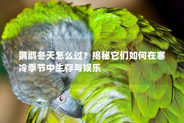 鹦鹉冬天怎么过？揭秘它们如何在寒冷季节中生存与娱乐
