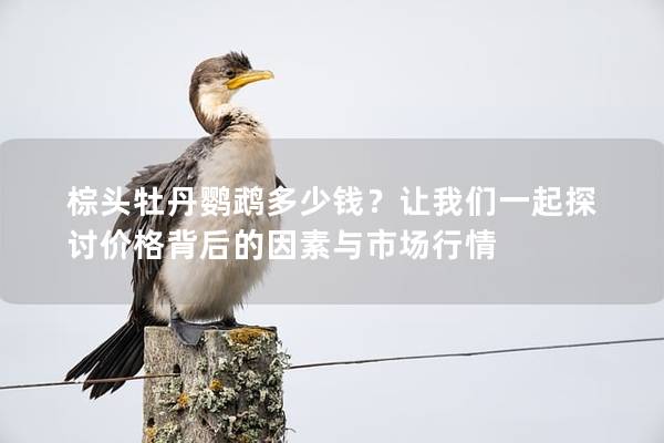 棕头牡丹鹦鹉多少钱？让我们一起探讨价格背后的因素与市场行情