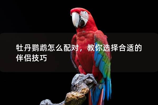 牡丹鹦鹉怎么配对，教你选择合适的伴侣技巧