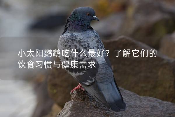 小太阳鹦鹉吃什么最好？了解它们的饮食习惯与健康需求