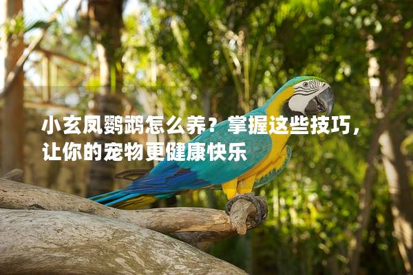 小玄凤鹦鹉怎么养？掌握这些技巧，让你的宠物更健康快乐