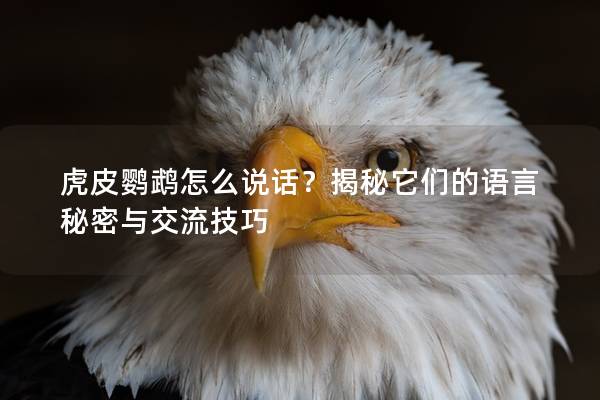 虎皮鹦鹉怎么说话？揭秘它们的语言秘密与交流技巧