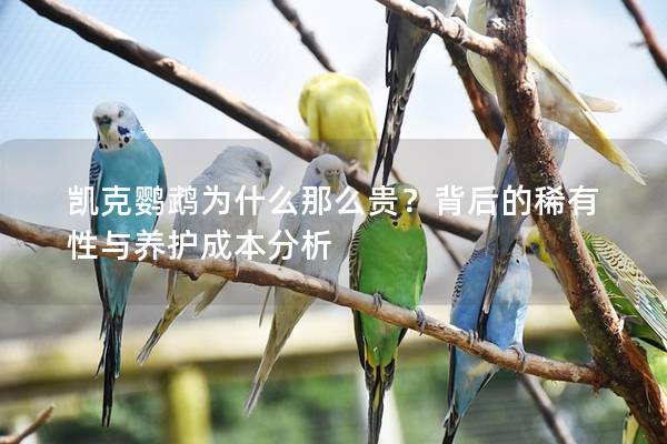 凯克鹦鹉为什么那么贵？背后的稀有性与养护成本分析