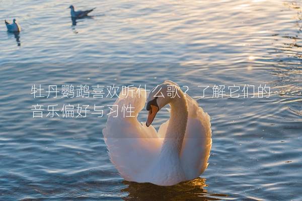 牡丹鹦鹉喜欢听什么歌？了解它们的音乐偏好与习性