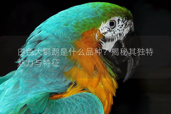 白色大鹦鹉是什么品种？揭秘其独特魅力与特征