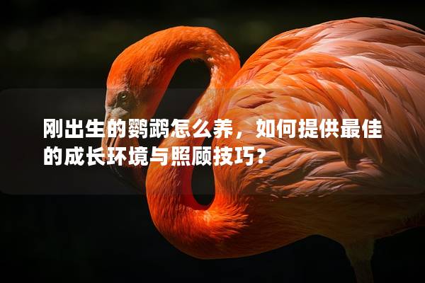 刚出生的鹦鹉怎么养，如何提供最佳的成长环境与照顾技巧？