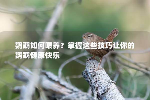 鹦鹉如何喂养？掌握这些技巧让你的鹦鹉健康快乐