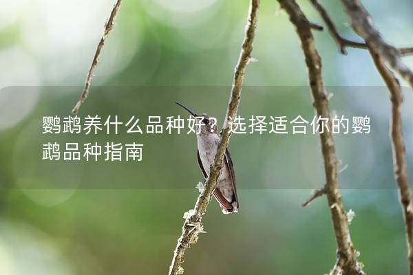 鹦鹉养什么品种好？选择适合你的鹦鹉品种指南