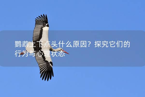 鹦鹉上下点头什么原因？探究它们的行为与心理状态