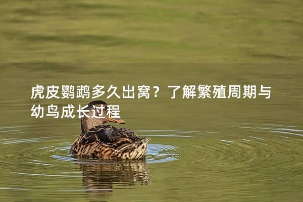 虎皮鹦鹉多久出窝？了解繁殖周期与幼鸟成长过程