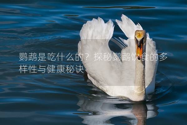 鹦鹉是吃什么的？探秘鹦鹉饮食的多样性与健康秘诀