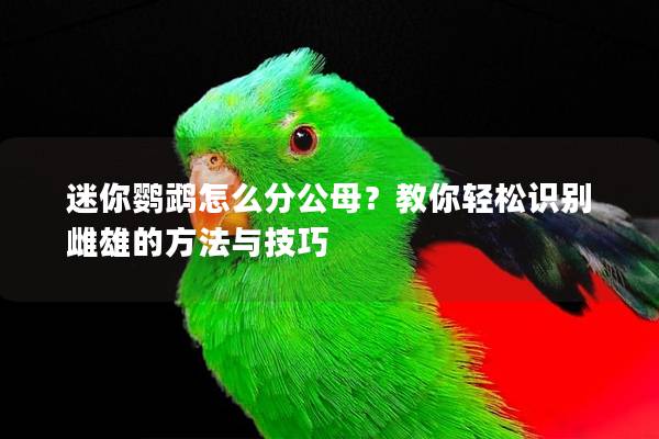 迷你鹦鹉怎么分公母？教你轻松识别雌雄的方法与技巧