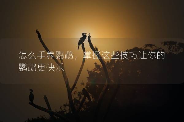 怎么手养鹦鹉，掌握这些技巧让你的鹦鹉更快乐
