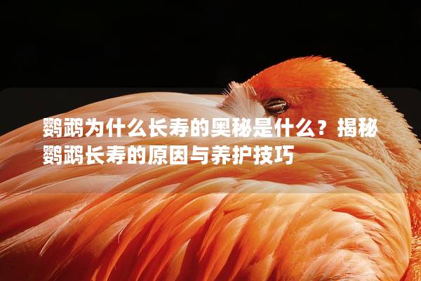 鹦鹉为什么长寿的奥秘是什么？揭秘鹦鹉长寿的原因与养护技巧